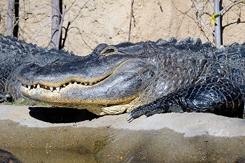 20111229-waco-zoo-003