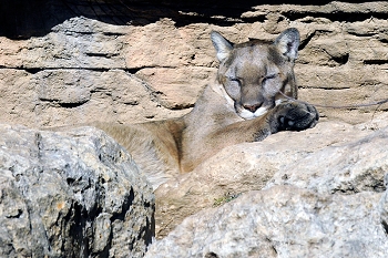 20111229-waco-zoo-004