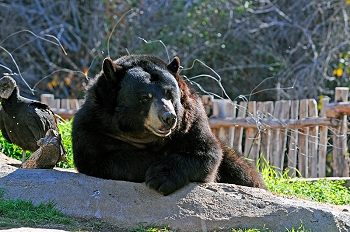 20111229-waco-zoo-005