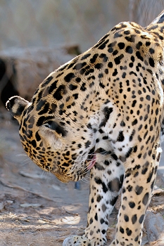 20111229-waco-zoo-006