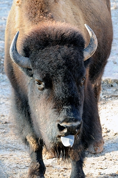 20111229-waco-zoo-007