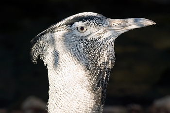 20111229-waco-zoo-008