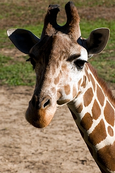 20111229-waco-zoo-009