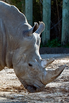 20111229-waco-zoo-010