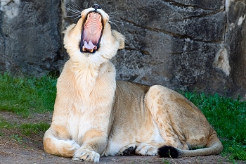 20111229-waco-zoo-012