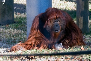 20111229-waco-zoo-014