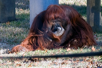 20111229-waco-zoo-015