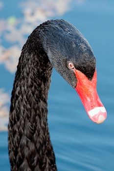 20111229-waco-zoo-022