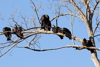 20111229-waco-zoo-023