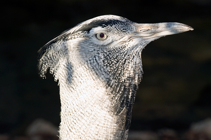 20111229-waco-zoo-008.jpg