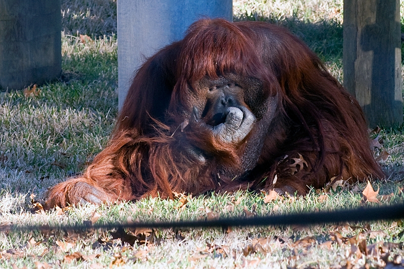 20111229-waco-zoo-015.jpg