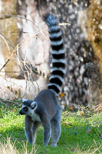 20111229-waco-zoo-021.jpg