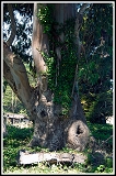 20090918_northern-california_015