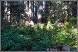 20090919_northern-california_068