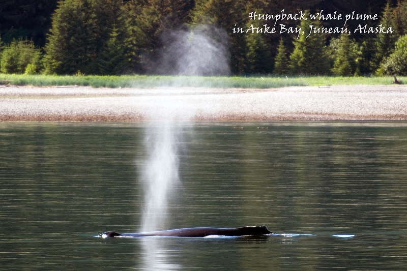 20100606-juneau-073.jpg