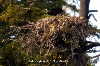 20100608-sitka-016