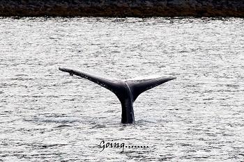 20100608-sitka-032