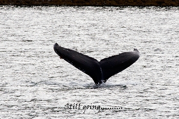 20100608-sitka-033