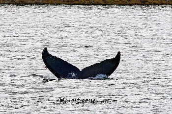 20100608-sitka-034