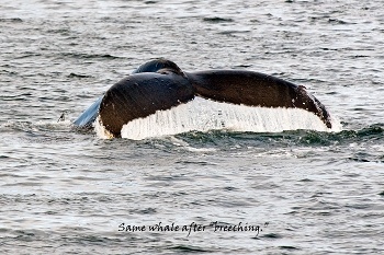 20100608-sitka-039