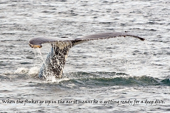 20100608-sitka-040