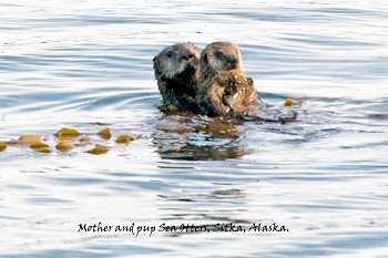 20100608-sitka-081