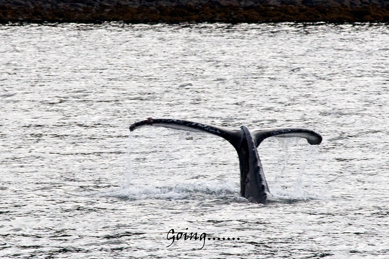 20100608-sitka-031.jpg