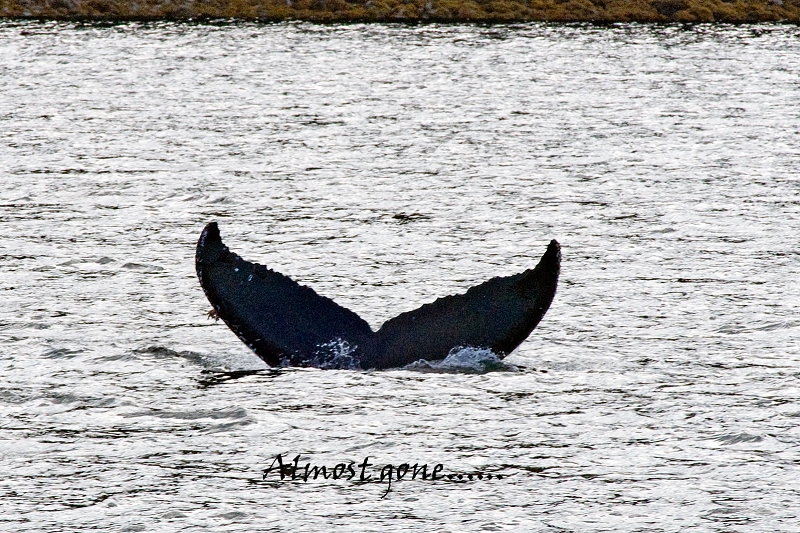 20100608-sitka-034.jpg