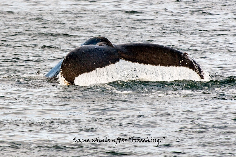 20100608-sitka-039.jpg