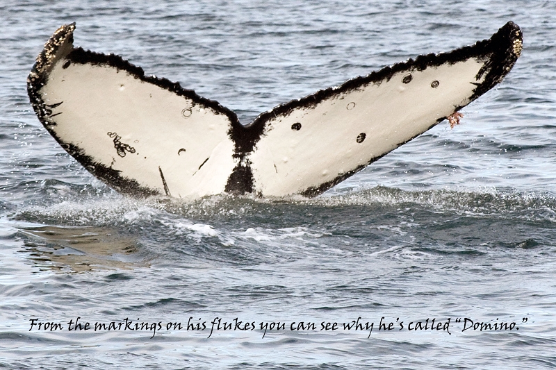 20100608-sitka-042.jpg