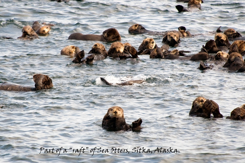 20100608-sitka-062.jpg