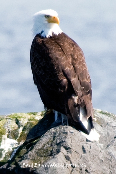 20100608-sitka-079.jpg